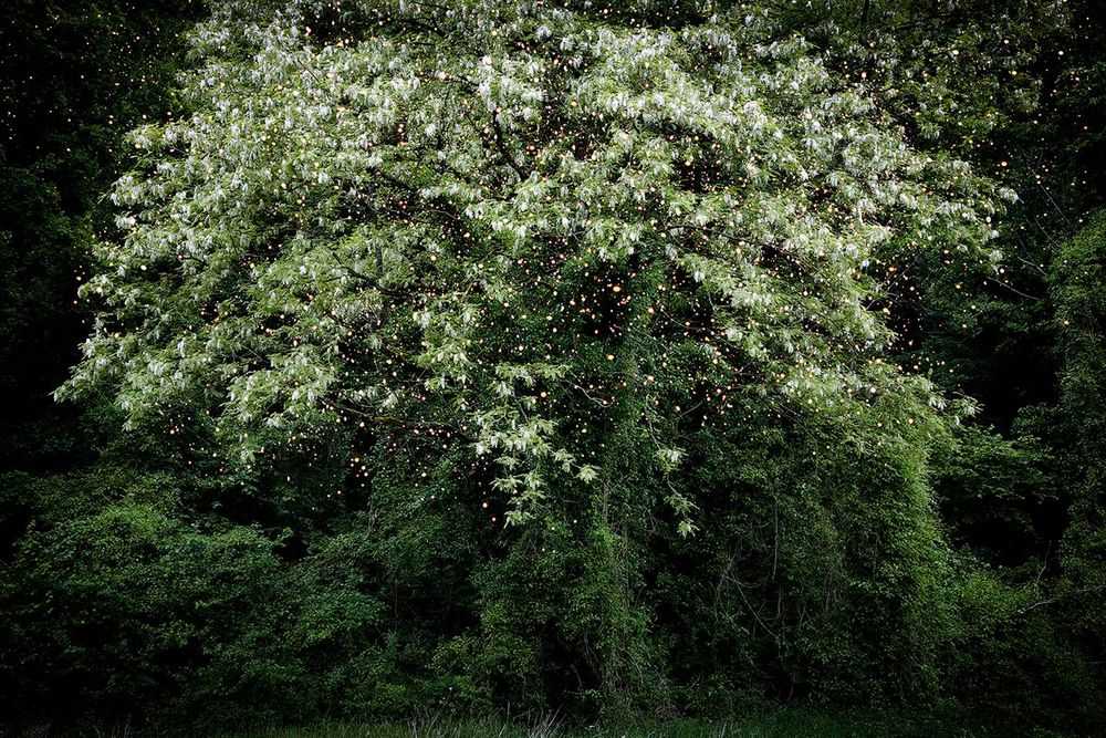 Ellie Davies, ‘Stars 15 (Large)’, 2015, Print, C-Type Lightjet Print, null, 