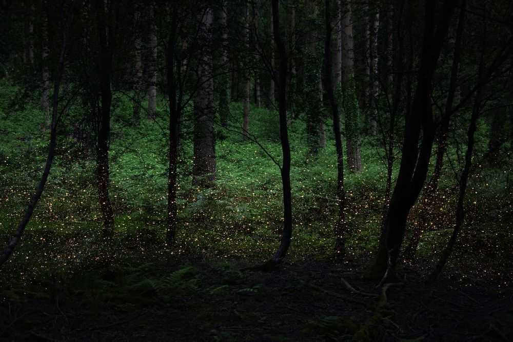 Ellie Davies, ‘Stars 4 (Large)’, 2014, Print, C-Type Lightjet Print, null, 