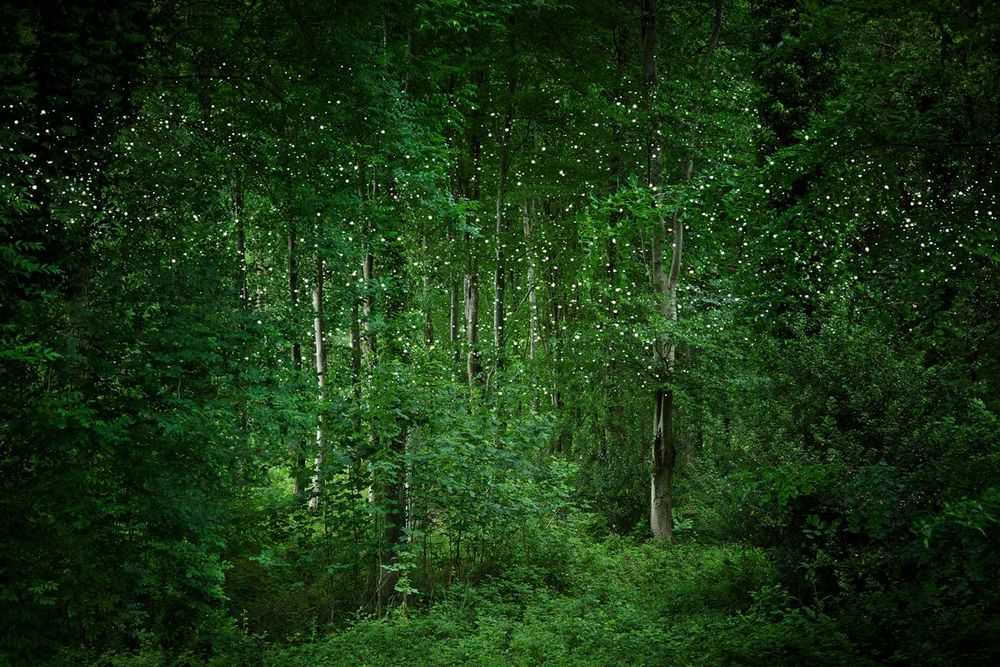 Ellie Davies, ‘Stars 7 (Small)’, 2014, Print, C-Type Lightjet Print, null, 