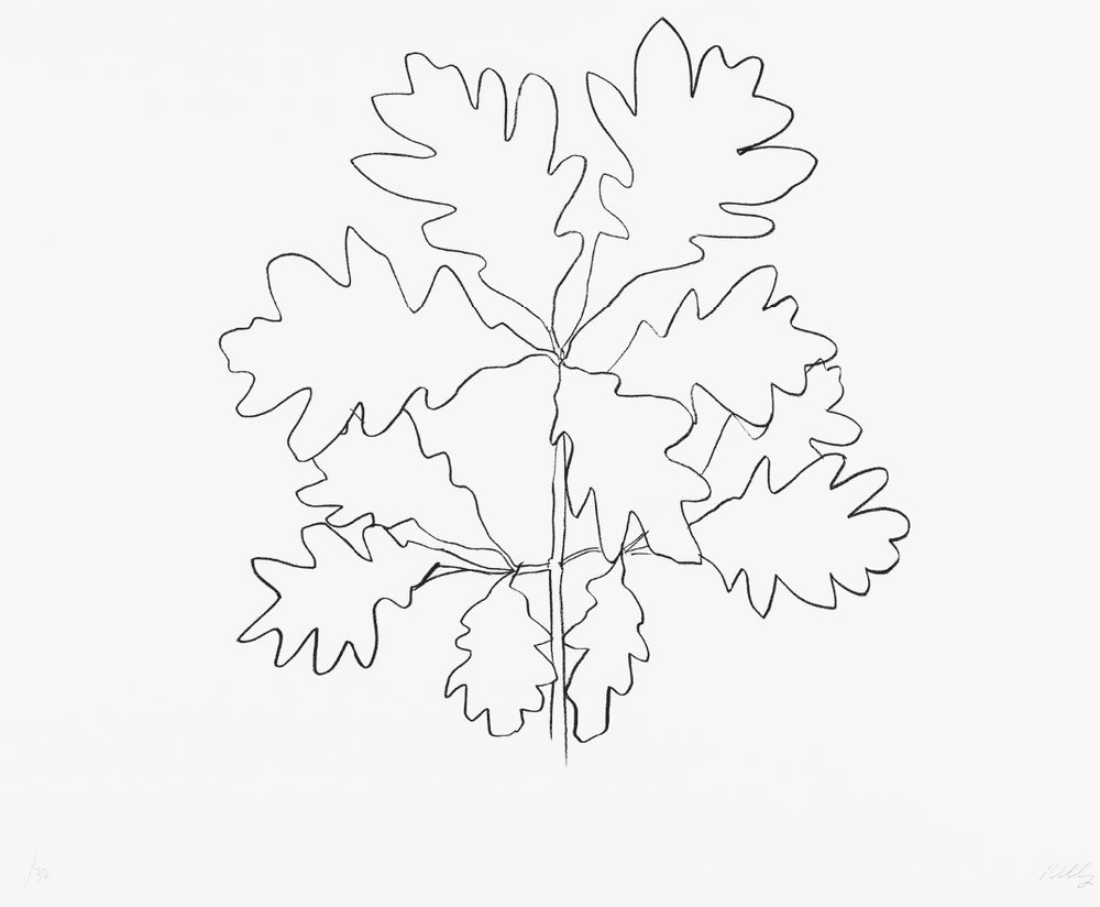 Ellsworth Kelly, ‘Oak VI’, 1992, Print, Lithograph on Rives BFK white paper, Gemini G.E.L., Numbered