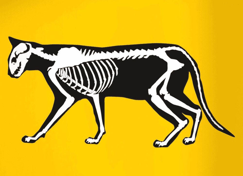 Hijack, ‘Skeleton Cat (Yellow Variant)’, 2022, Print, Hand pulled screen print in colors, Self Published, Numbered