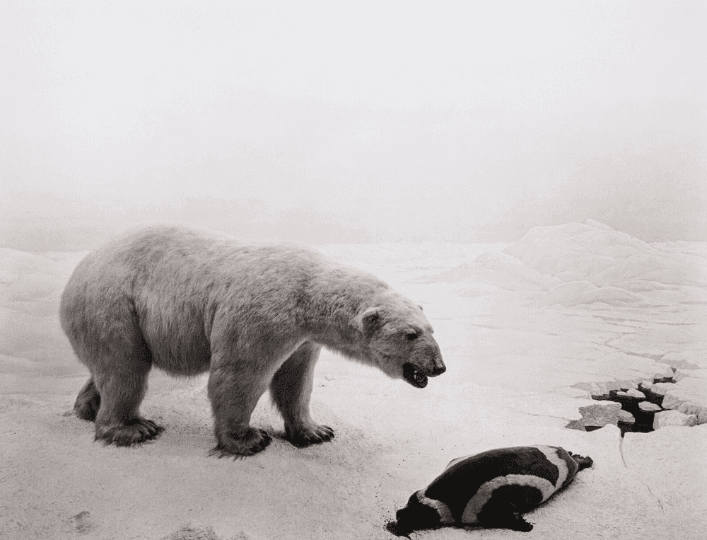 Hiroshi Sugimoto, ‘Polar Bear’, 1976, Print, Offset Prints Surface Relief Processing, null, Numbered