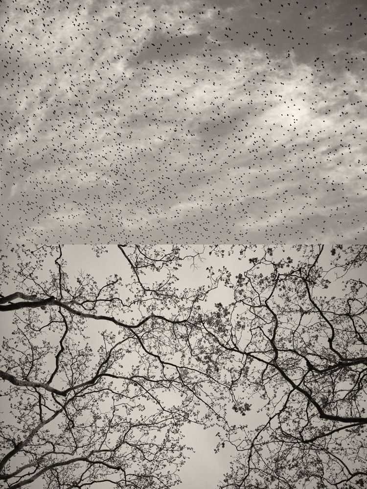 Jaume Llorens Bach, ‘Gaia Diptych 127 (Small)’, 2023, Print, Black And White Print, null, Numbered