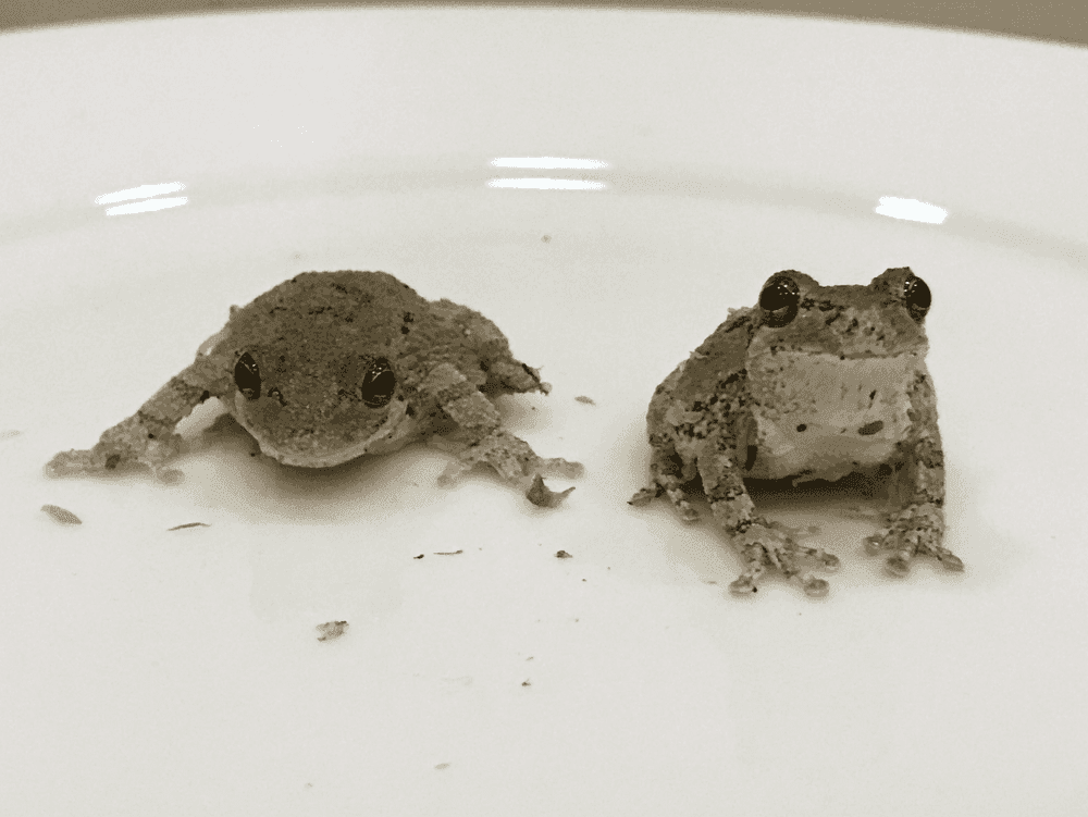 Juergen Teller, ‘Frogs and Plates No.36’, 2016, Photography, Giclée Print, null, 