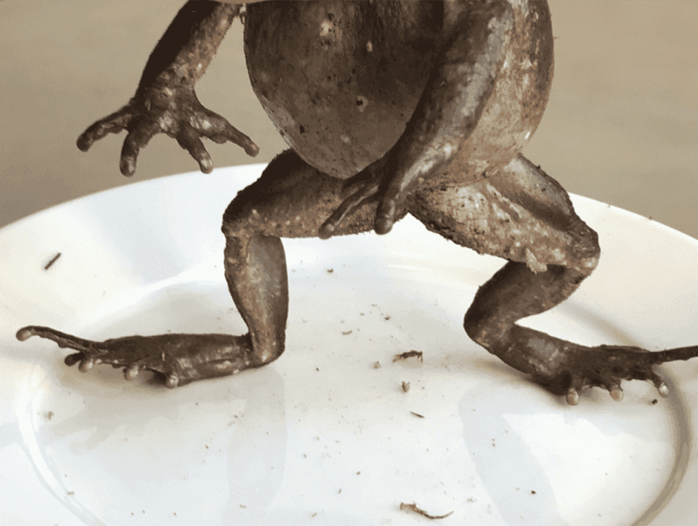 Juergen Teller, ‘Frogs and Plates No.8’, 2016, Photography, Giclee print, null, Numbered