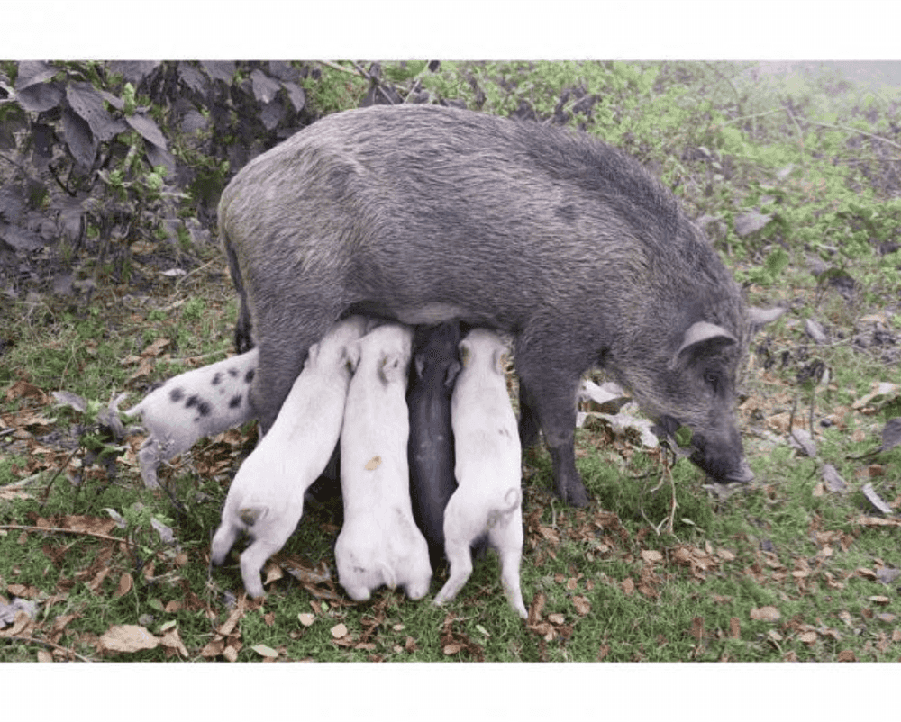 Juergen Teller, ‘Wildschweinmutter, Kolkata, India 2014’, 2014, Photography, C-type print, null, 