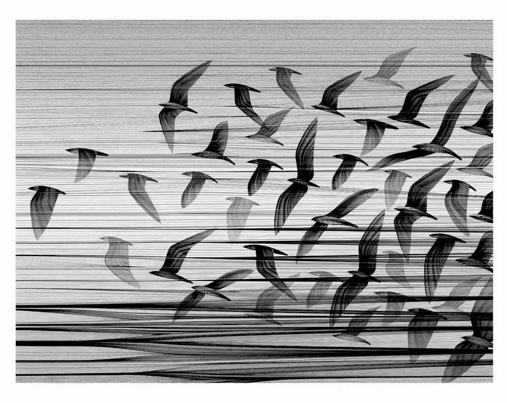 Kai & Sunny, ‘Migration South’, 2013, Print, Hand Pulled 2 Colour Screenprint - black and white stardust onn 100% Cotton Somerset Satin White 300gsm Paper, Self-released, Numbered