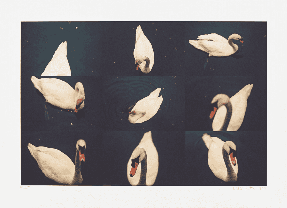 Kiki Smith, ‘White Swan’, 1999, Print, Iris print, null, Numbered, Dated