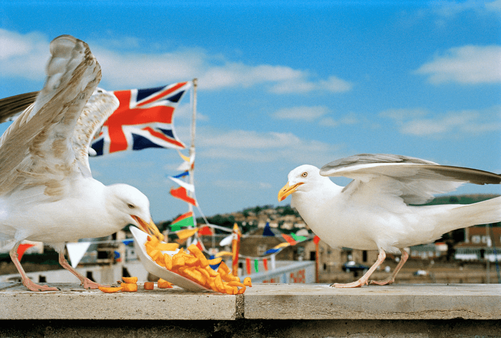 Martin Parr, ‘Think of England (Seagulls, West Bay)’, 1996, Photography, Vintage C-type photograph printed from the original negative, null, 