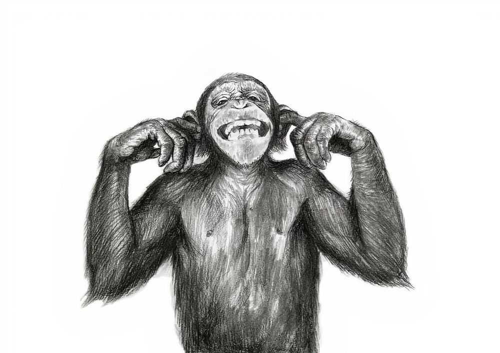 Mason Storm, ‘Forgotten Monkey 13’, 2022, Print, Pigment print on Hahnemuhle German Etching 310gsm, Stowe Gallery, Numbered
