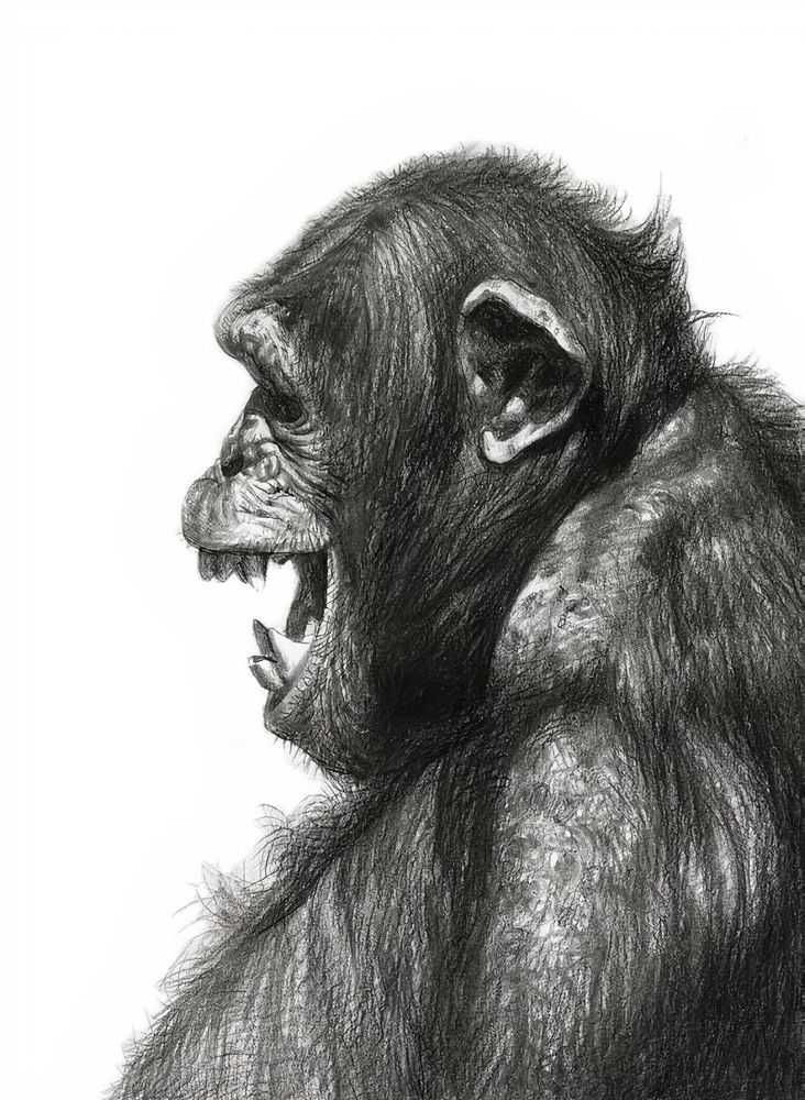 Mason Storm, ‘Forgotten Monkey 14’, 2022, Print, Pigment print on Hahnemuhle German Etching 310gsm, Stowe Gallery, Numbered