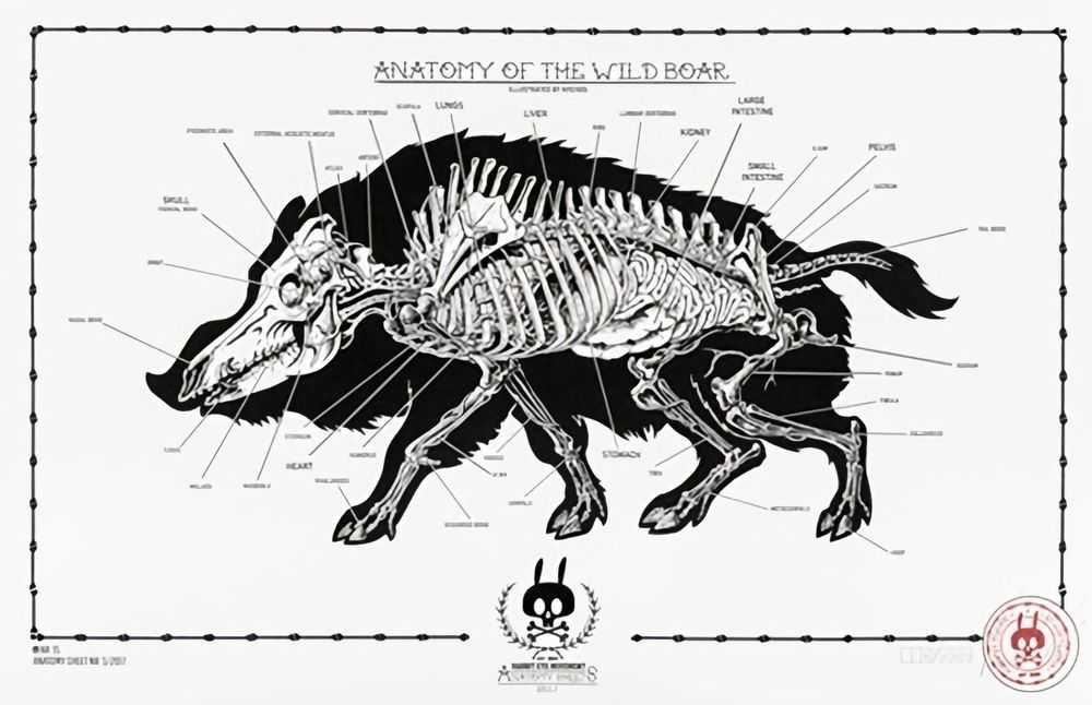 Nychos, ‘Anatomy Of The Wild Boar: Anatomy Sheet No. 15’, 2017, Print, Screen Print, Rabbiteye Movement, Numbered