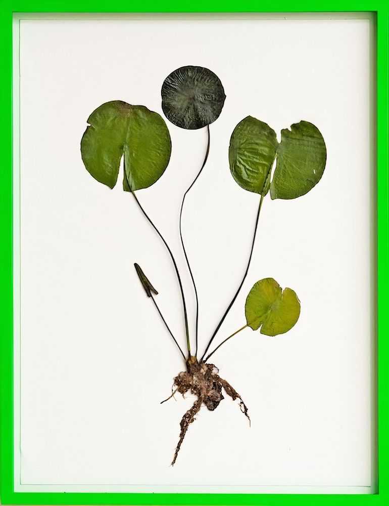 Olafur Eliasson, ‘Herbarium’, 2021, Print, Dried and pressed water lilies on Lanaquarelle hand made paper 300gm, framed varnished with day and fluorescent paint, Fondation Beyeler, Framed