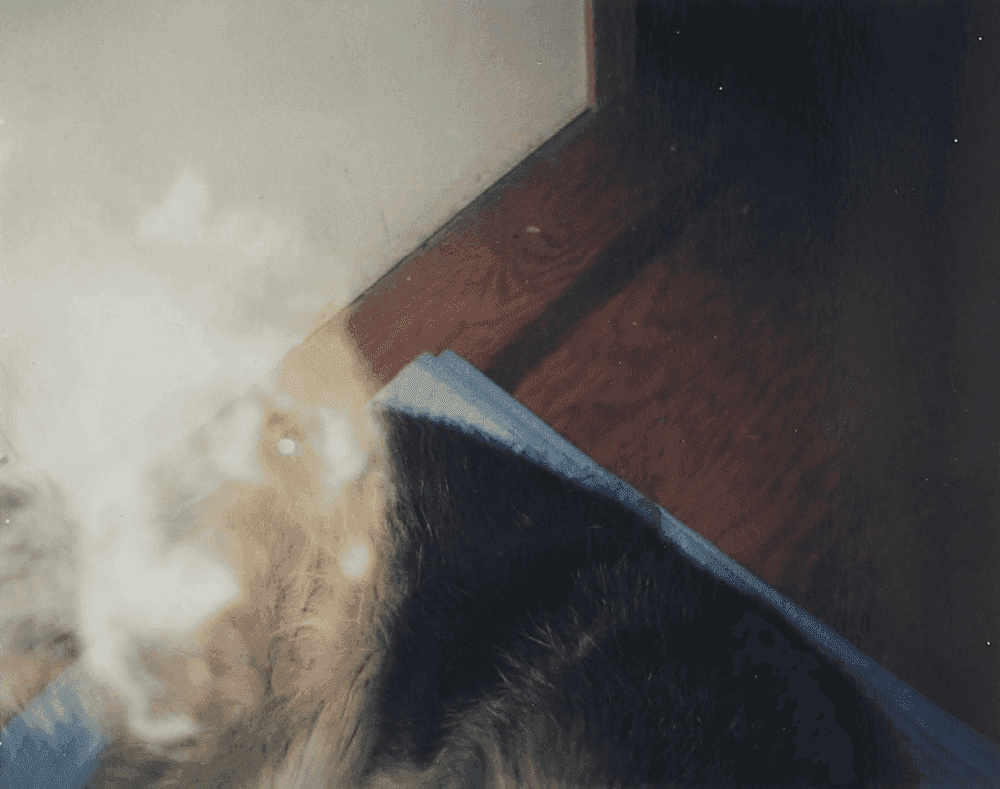 Paul McCarthy, ‘Dog’, 2000, Print, Polaroid, null, Dated