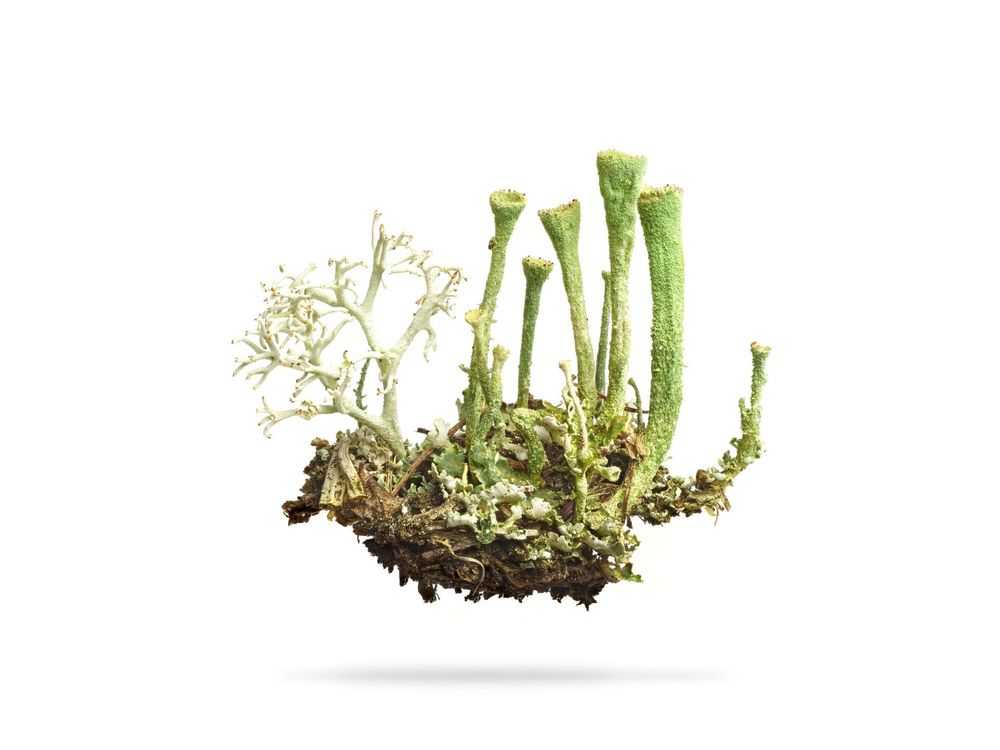 Peter Andrew Lusztyk, ‘Trumpet Cup Lichen (Extra Large)’, 2023, Print, Digital C-Print / Archival Pigment Print, null, 