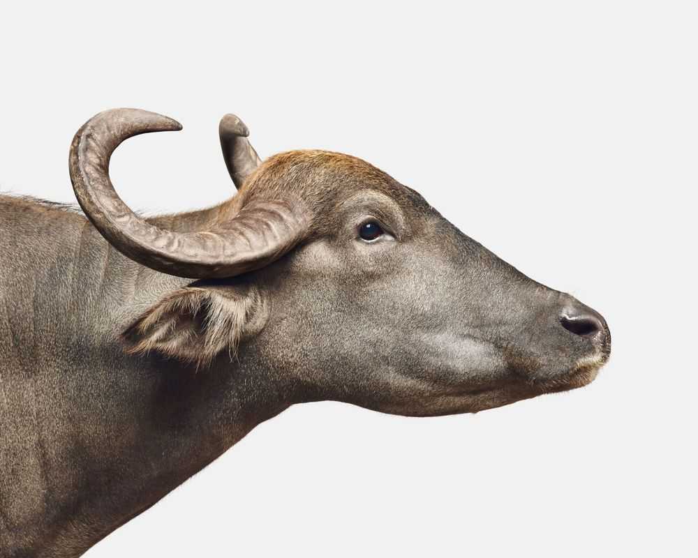 Randal Ford, ‘Asian Water Buffalo No. 2 (Small)’, 2018, Print, Digital C-Print on Archival Photographic Paper, null, 