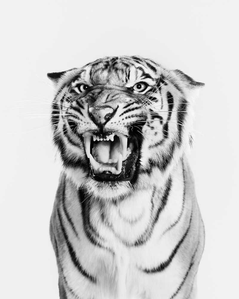 Randal Ford, ‘Bengal Tiger No. 2 (BW) (Small)’, 2024, Print, Digital C-Print on Archival Photographic Paper, null, 