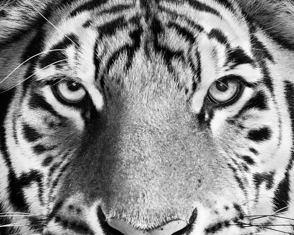 Randal Ford, ‘Bengal Tiger No. 4 (BW) (Large)’, 2018, Print, Digital C-Print on Archival Photographic Paper, null, 