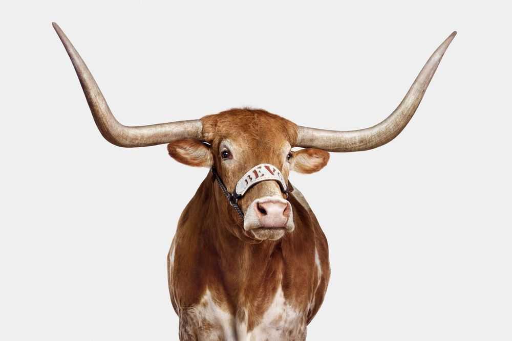 Randal Ford, ‘Bevo XV (Medium)’, 2018, Print, Digital C-Print on Archival Photographic Paper, null, 