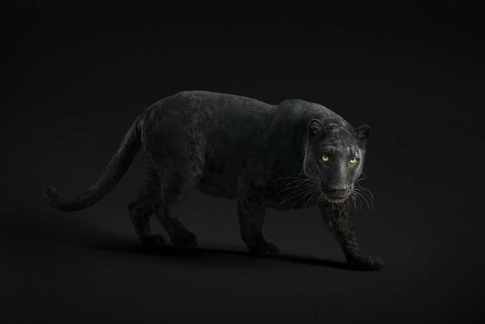 Randal Ford, ‘Black Leopard #23 (Small)’, 2019, Print, Digital C-Print on Archival Photographic Paper, null, 