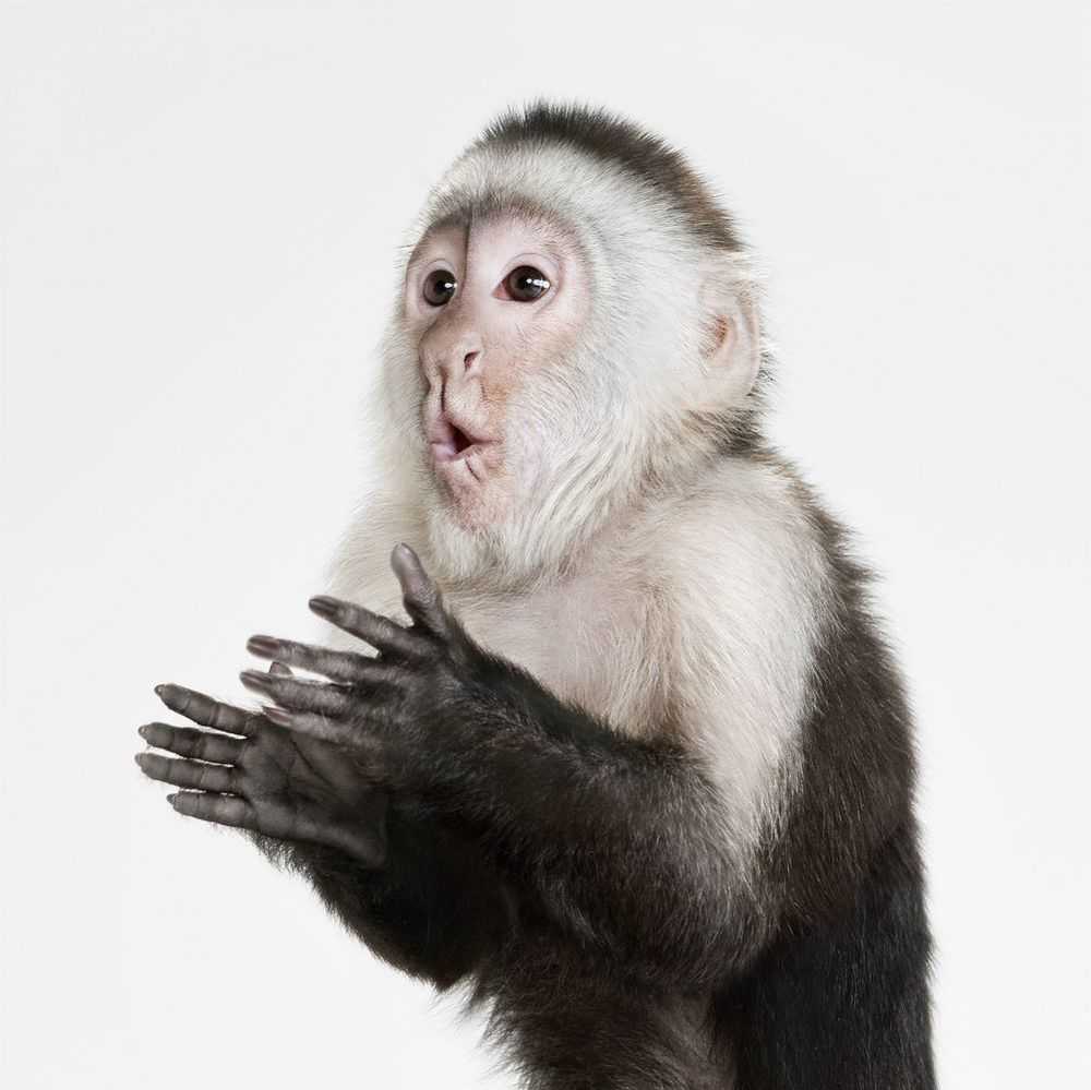 Randal Ford, ‘Capuchin Monkey (Large)’, 2018, Print, Digital C-Print on Archival Photographic Paper, null, 