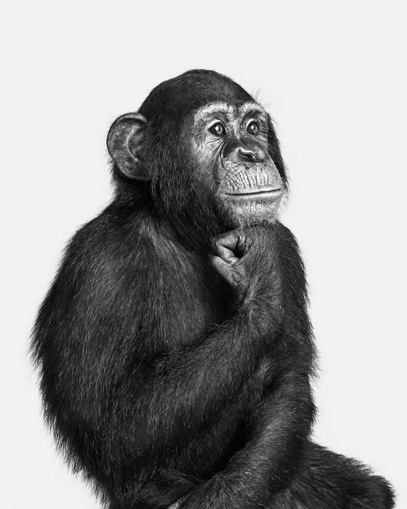 Randal Ford, ‘Chimpanzee No. 1 (BW) (Small)’, 2024, Print, Digital C-Print on Archival Photographic Paper, null, 