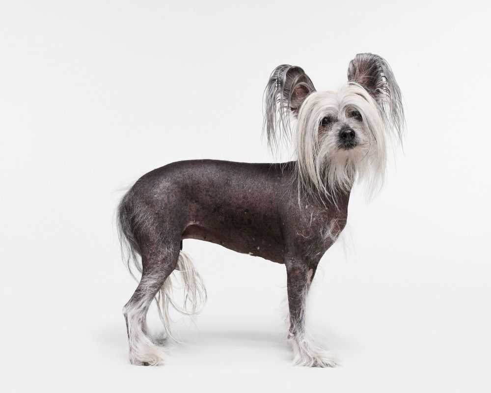 Randal Ford, ‘Chinese Crested Dog (Large)’, 2018, Print, Digital C-Print on Archival Photographic Paper, null, 