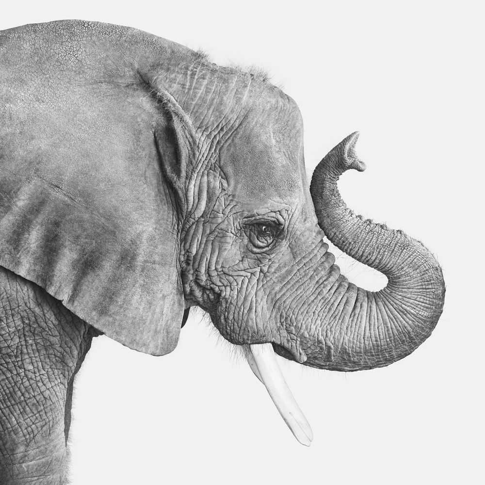 Randal Ford, ‘Elephant No. 2 (BW) (Medium)’, 2024, Print, Digital C-Print on Archival Photographic Paper, null, 