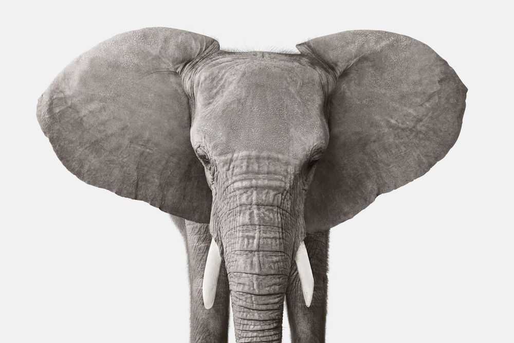 Randal Ford, ‘Elephant No. 3 (Medium)’, 2018, Print, Digital C-Print on Archival Photographic Paper, null, 