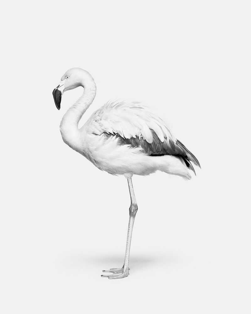Randal Ford, ‘Flamingo No. 2 (BW) (Large)’, 2024, Print, Digital C-Print on Archival Photographic Paper, null, 