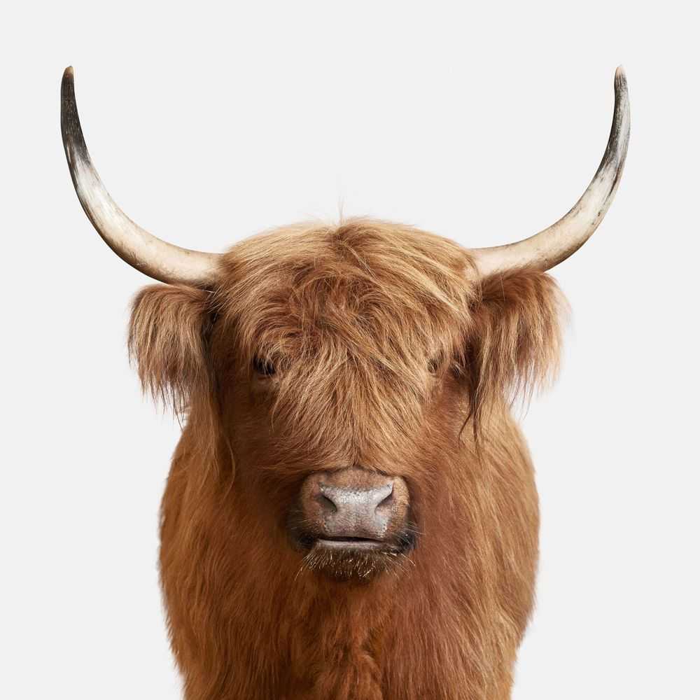 Randal Ford, ‘Highland Cow No. 3 (Large)’, 2018, Print, Digital C-Print on Archival Photographic Paper, null, 