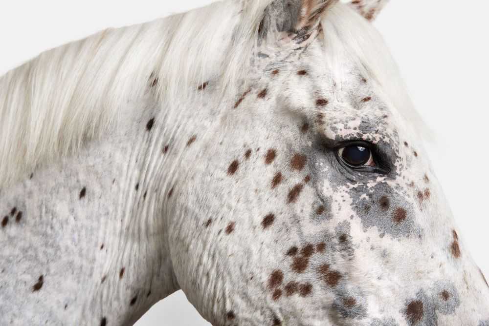 Randal Ford, ‘Leopard Appaloosa Horse No. 1 (Medium)’, 2018, Print, Digital C-Print on Archival Photographic Paper, null, 