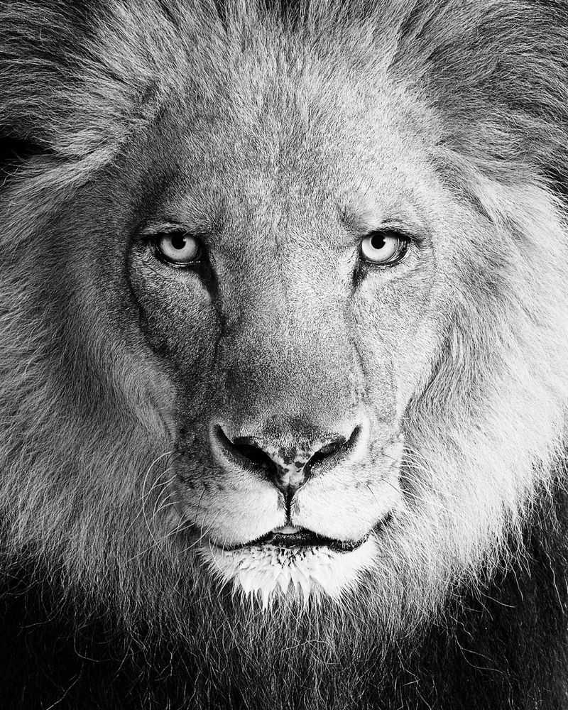 Randal Ford, ‘Lion No. 1 (BW) (Medium)’, 2025, Print, Digital C-Print on Archival Photographic Paper, null, 