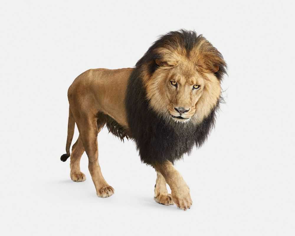 Randal Ford, ‘Lion No. 4 (Large)’, 2018, Print, Digital C-Print on Archival Photographic Paper, null, 