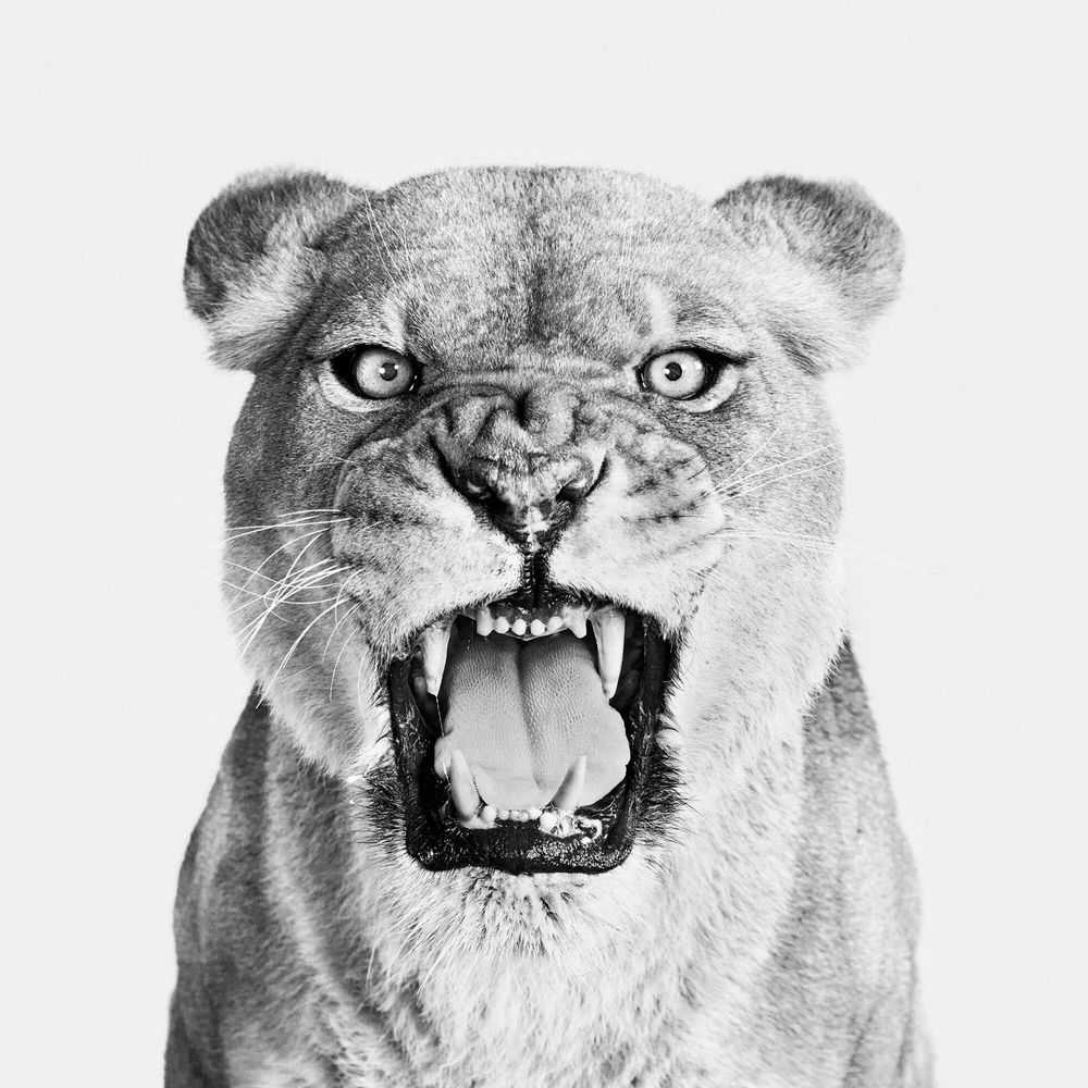 Randal Ford, ‘Lioness Roar (Small)’, 2024, Print, Digital C-Print on Archival Photographic Paper, null, 