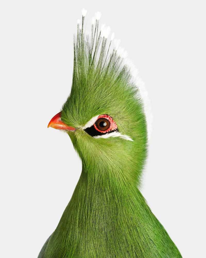 Randal Ford, ‘Livingstone’s Turaco (Medium)’, 2024, Print, Digital C-Print on Archival Photographic Paper, null, 