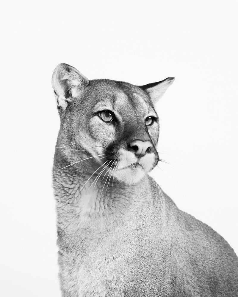 Randal Ford, ‘Mountain Lion No. 2 (BW) (Small)’, 2024, Print, Digital C-Print on Archival Photographic Paper, null, 