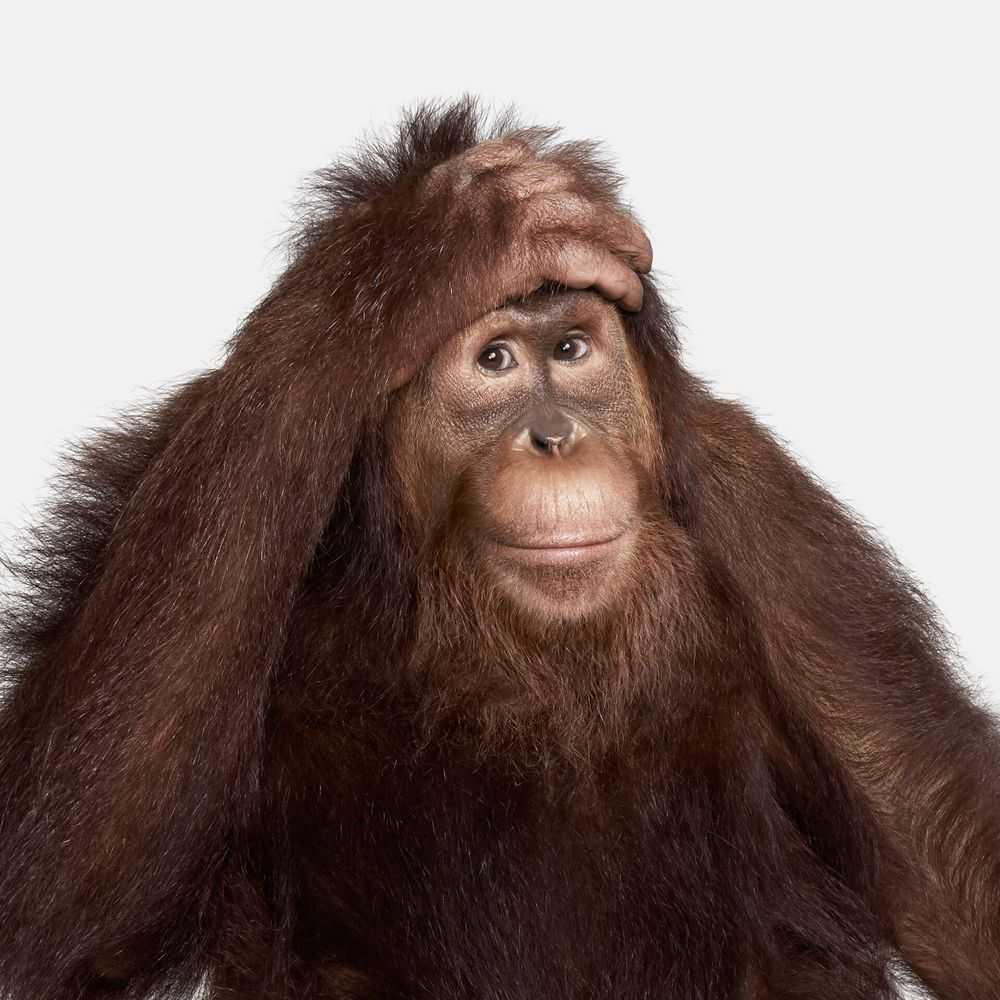 Randal Ford, ‘Orangutan No. 1 (Medium)’, 2018, Print, Digital C-Print on Archival Photographic Paper, null, 
