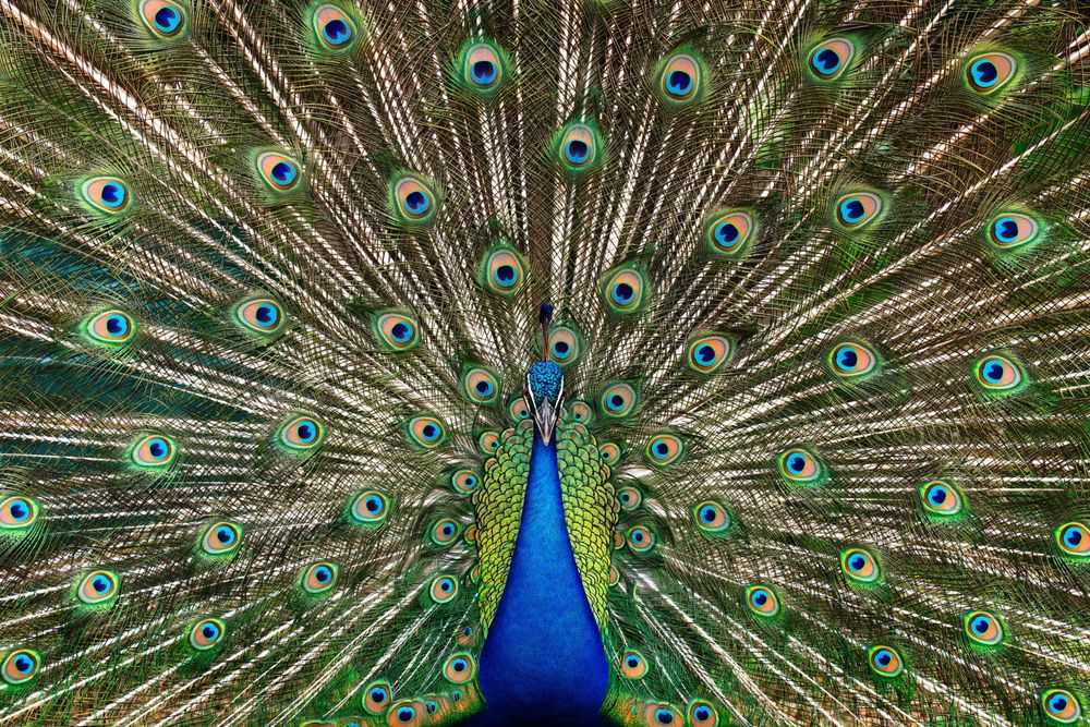 Randal Ford, ‘Peacock No. 2 (Medium)’, 2023, Print, Digital C-Print on Archival Photographic Paper, null, 