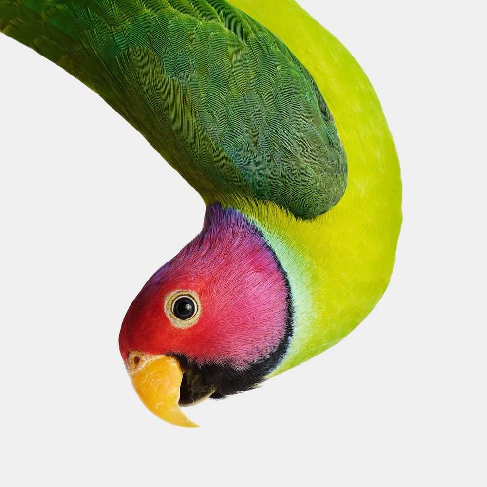 Randal Ford, ‘Plum-Headed Parakeet (Medium)’, 2023, Print, Digital C-Print on Archival Photographic Paper, null, 