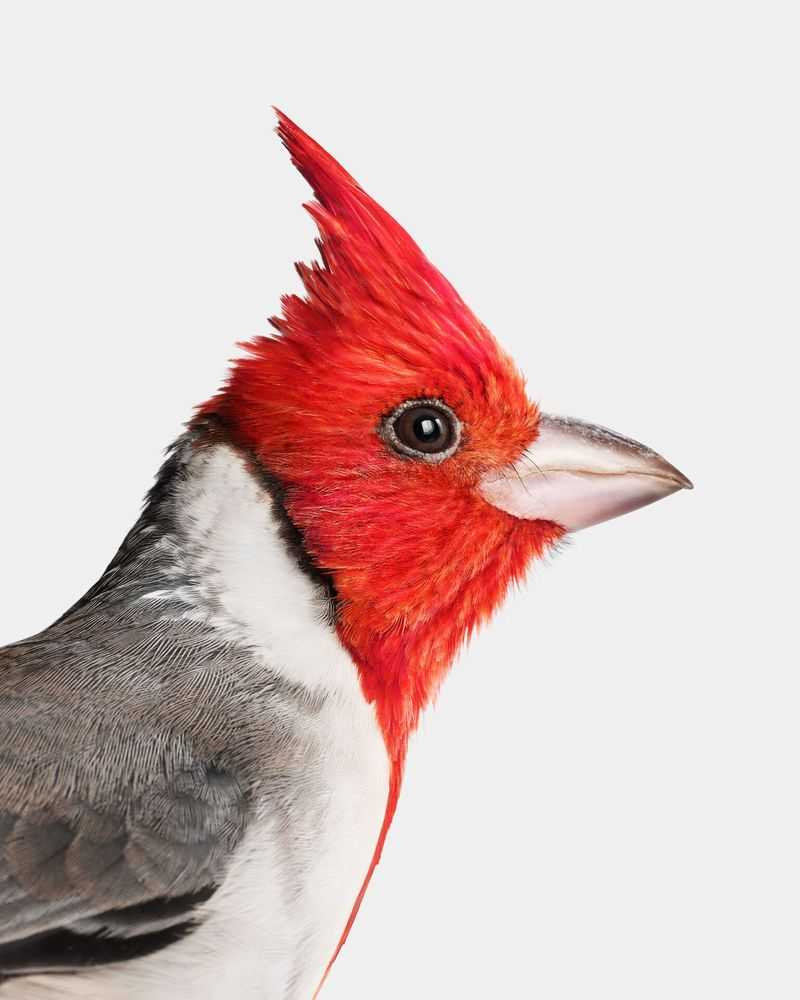 Randal Ford, ‘Red Crested Cardinal (Large)’, 2018, Print, Digital C-Print on Archival Photographic Paper, null, 