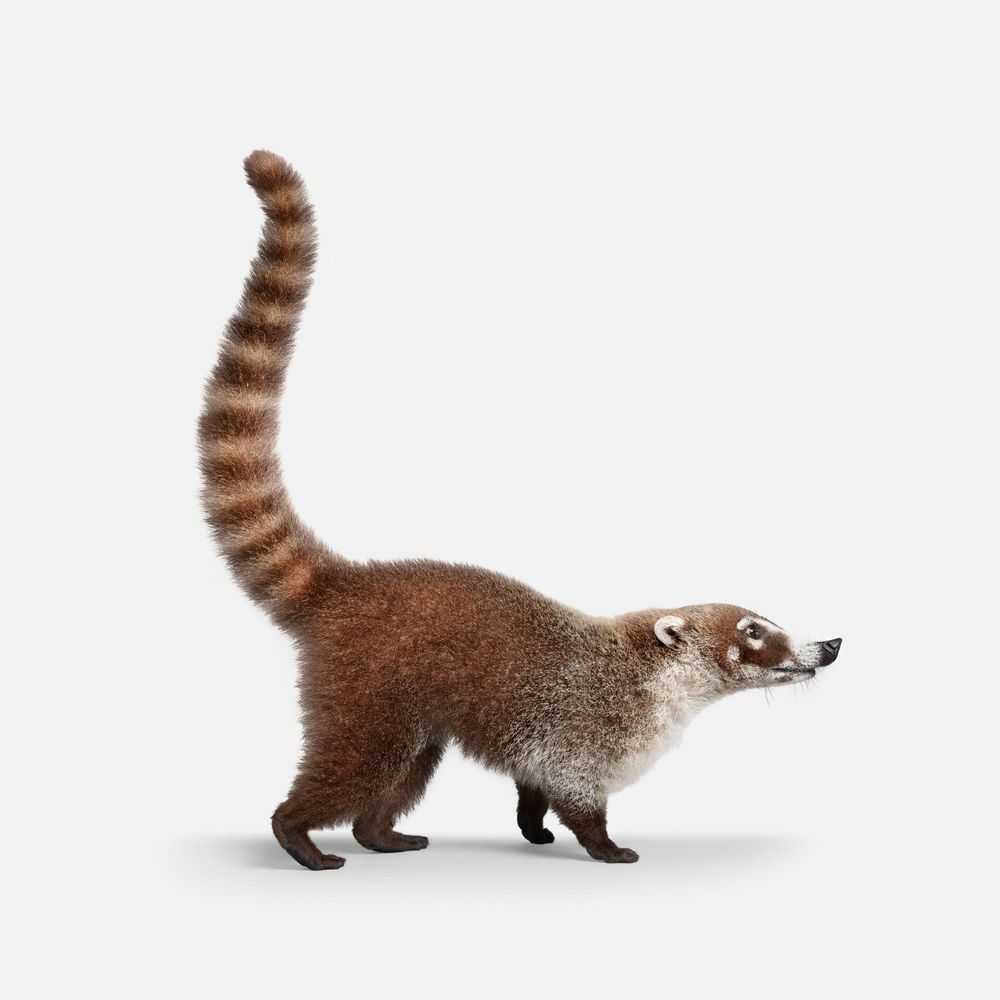 Randal Ford, ‘Ring Tailed Coati (Medium)’, 2018, Print, Digital C-Print on Archival Photographic Paper, null, 