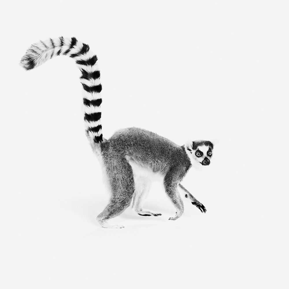 Randal Ford, ‘Ring Tailed Lemur (BW) (Large)’, 2018, Print, Digital C-Print on Archival Photographic Paper, null, 