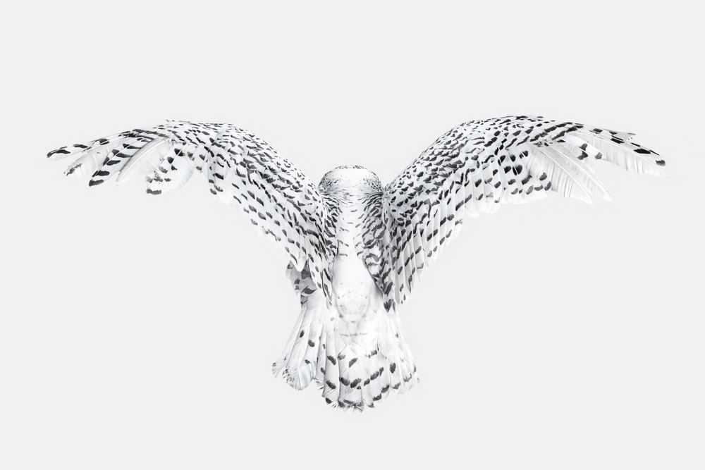 Randal Ford, ‘Snowy Owl Wings (Small)’, 2018, Print, Digital C-Print on Archival Photographic Paper, null, 