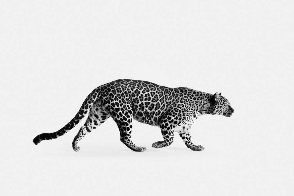 Randal Ford, ‘Spotted Leopard No. 3 (BW) (Medium)’, 2024, Print, Digital C-Print on Archival Photographic Paper, null, 