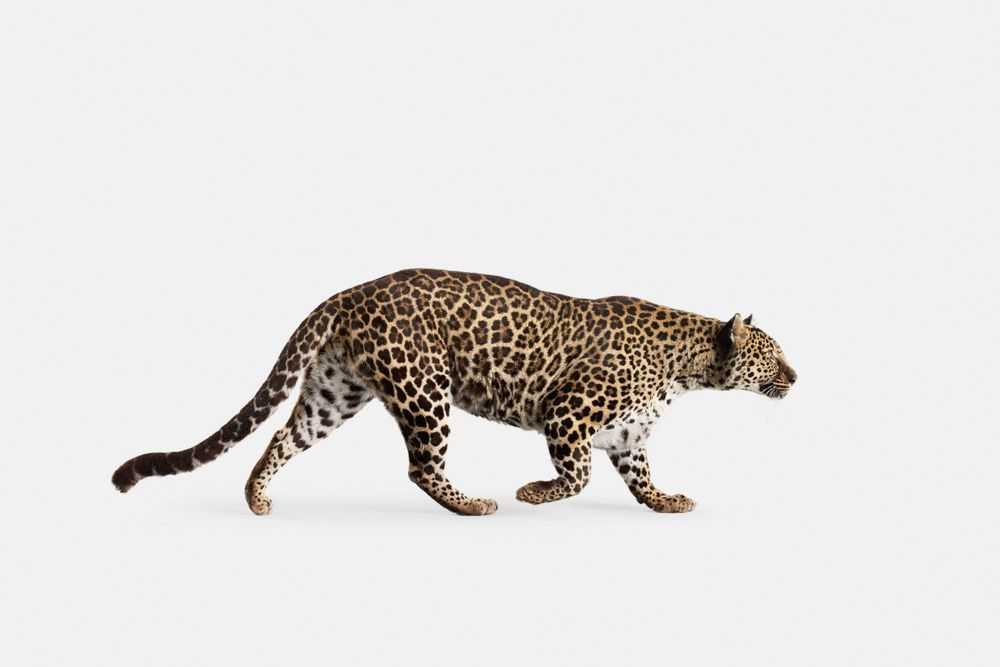 Randal Ford, ‘Spotted Leopard No. 3 (Large)’, 2018, Print, Digital C-Print on Archival Photographic Paper, null, 