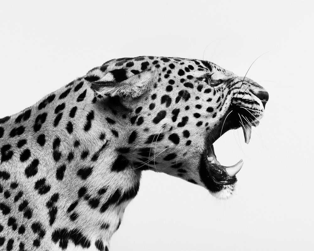 Randal Ford, ‘Spotted Leopard Snarl (BW) (Medium)’, 2024, Print, Digital C-Print on Archival Photographic Paper, null, 