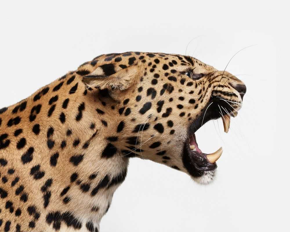 Randal Ford, ‘Spotted Leopard Snarl (Medium)’, 2018, Print, Digital C-Print on Archival Photographic Paper, null, 
