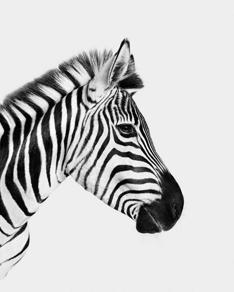 Randal Ford, ‘Zebra Profile (BW) (Medium)’, 2024, Print, Digital C-Print on Archival Photographic Paper, null, 