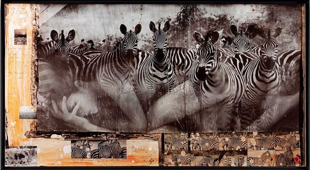 Raphael Mazzucco, ‘Zebras’, 2022, Print, Fine Art Print, Castle Fine Art, Numbered, Framed